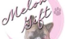 The Fun Dog Show The Fun Dog Show