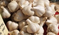 garlic-5 garlic-5